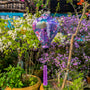 Purple lantern with floral patterns  and white cranes hanging among flowers and plants.
