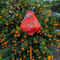 Hand-made Vietnamese silk lantern in a bold orange hue, featuring majestic cranes and delicate tree branches set against a kumquat tree.
