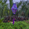 Balloon shaped lantern with purple tassel featuring a paisley print hanging in the front of palm trees and a river.